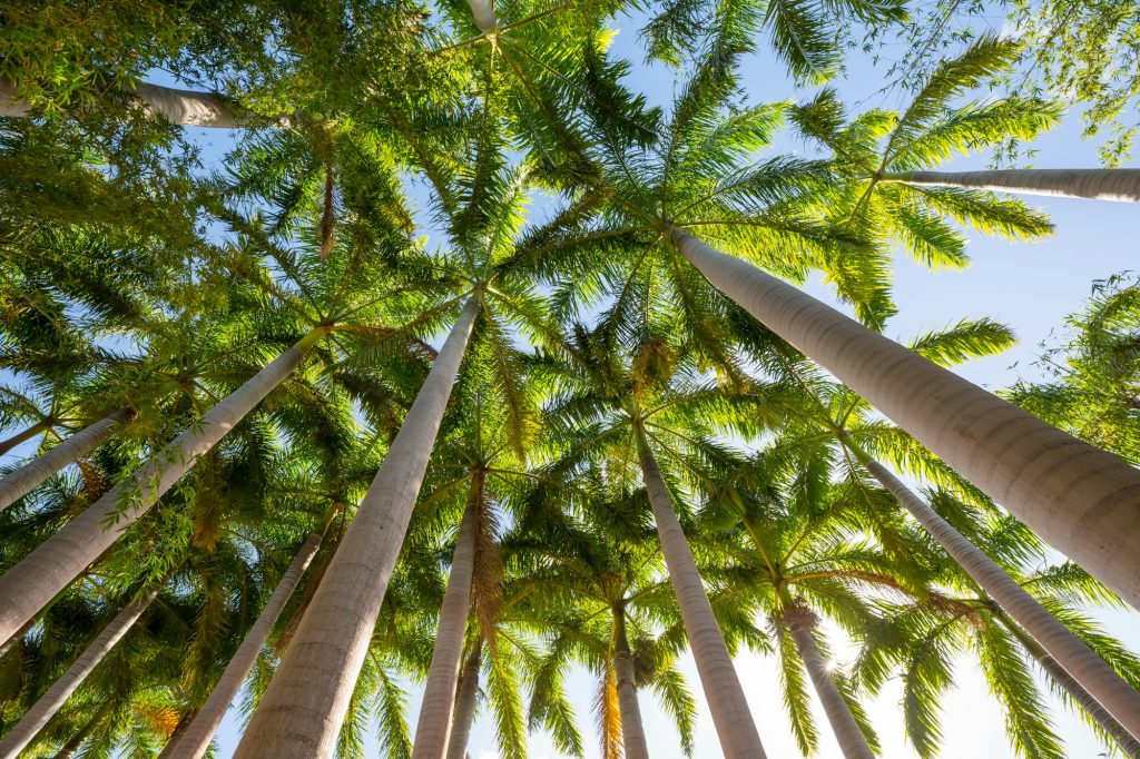 Palm plantation