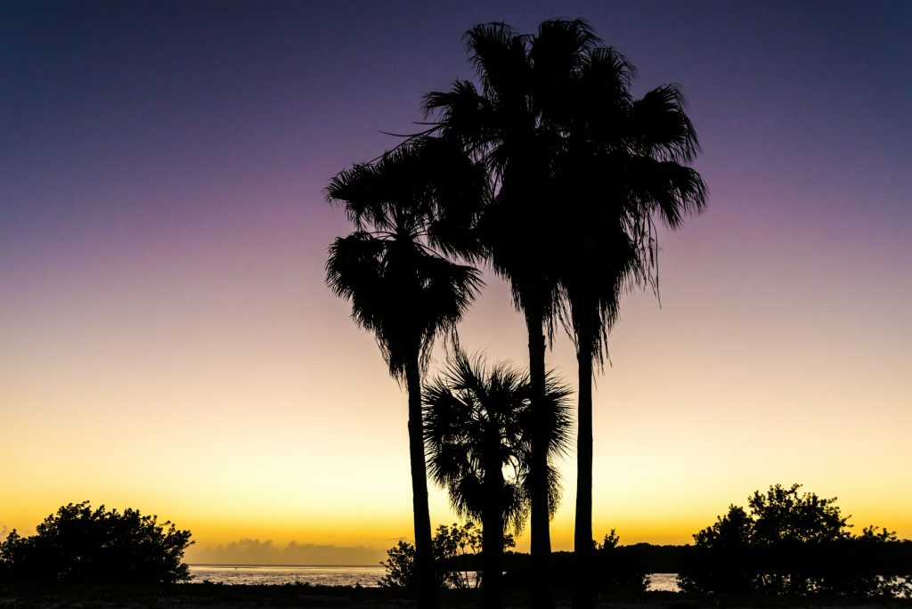 Palm trees and the Florida Keys, perfect together.